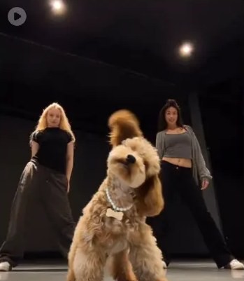 Sir Wags sample video